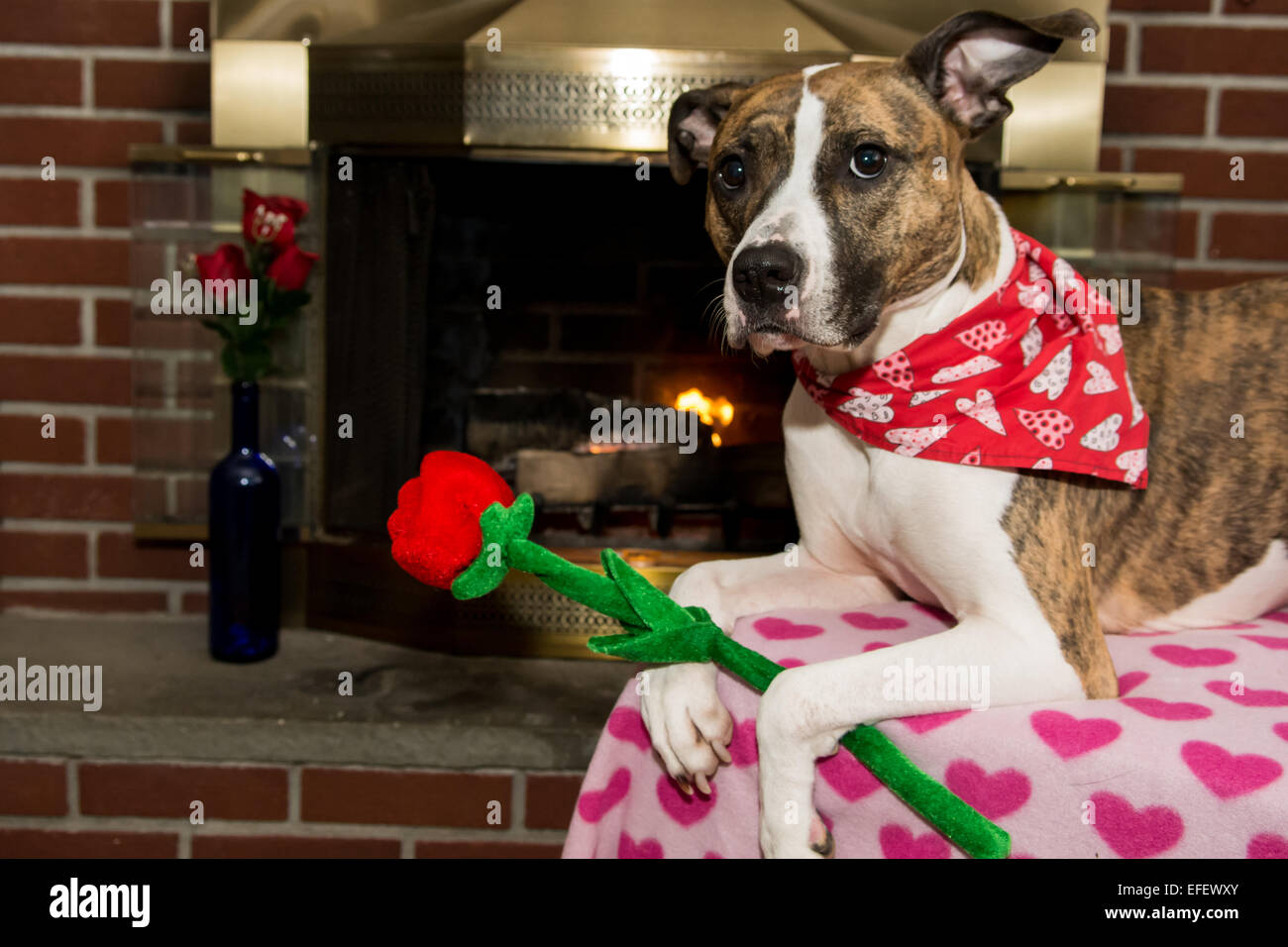 Valentinstag Hund Stockfoto