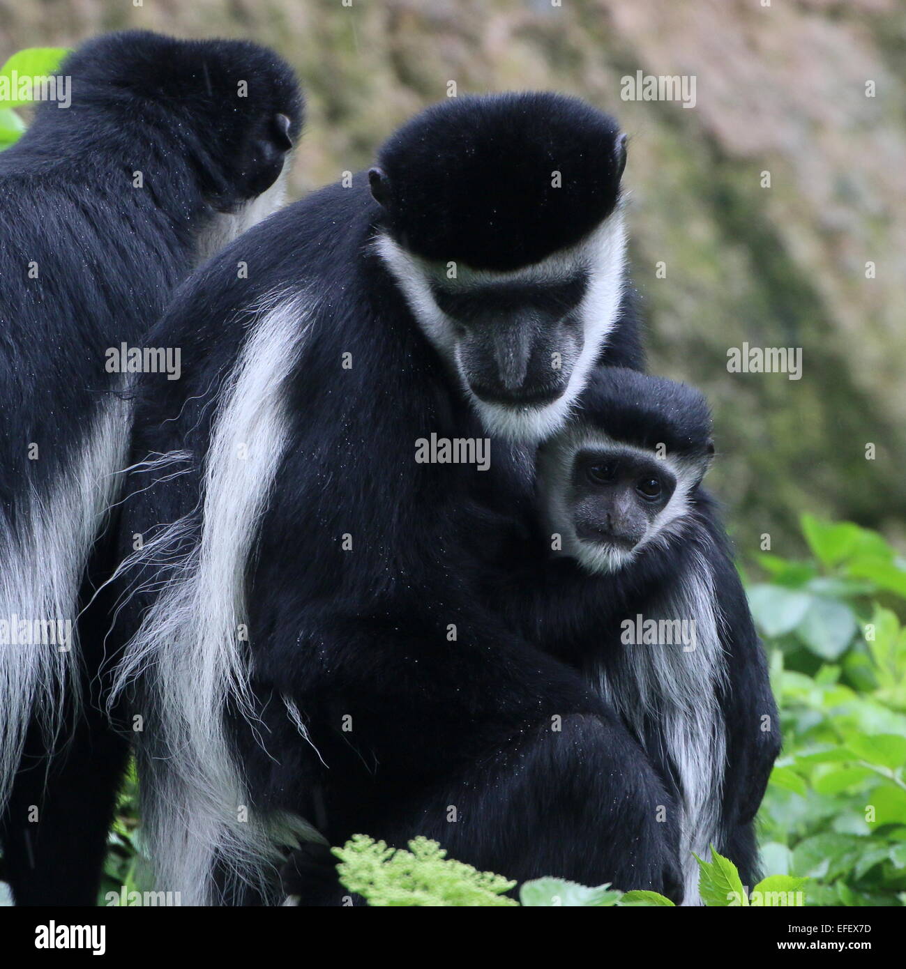 Nahaufnahme eines afrikanischen Jaguaren Guereza oder (östliche schwarz/weiß) Colobus Affen (Colobus Guereza) Stockfoto