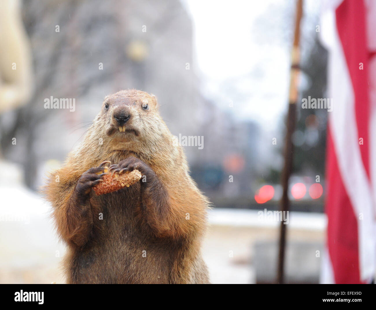 Washington DC, USA. 2. Februar 2015.  Potomac Phil sieht man während der Groundhog Day Feier am Dupont Circle in Washington, D.C., Hauptstadt der Vereinigten Staaten, 2. Februar 2015 statt. Washington DC Potomac Phil, eine gefüllte Murmeltier-Modell hat einen Auftritt am Montag fest. Das berühmteste Murmeltier in USA ist Punxsutawney Phil, ein reales stammt aus Punxsutawney, Pennsylvania. Nach der Tradition hat auf das Murmeltier, wenn Punxsutawney Phil seinen Schatten sieht und in sein Loch kehrt, er sechs weitere Wochen Winter-wie Wetter vorhergesagt. Bildnachweis: Xinhua/Alamy Live-Nachrichten Stockfoto