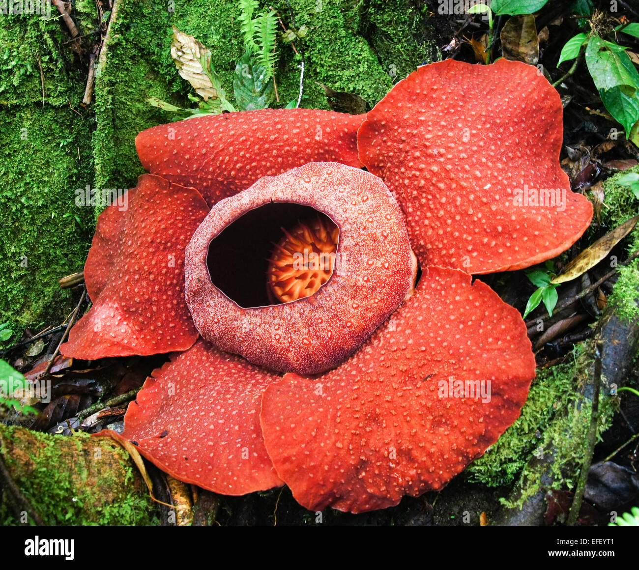 Rafflesia Arnoldii Blume close-up, Cameron Highlands, Malaysia Stockfoto