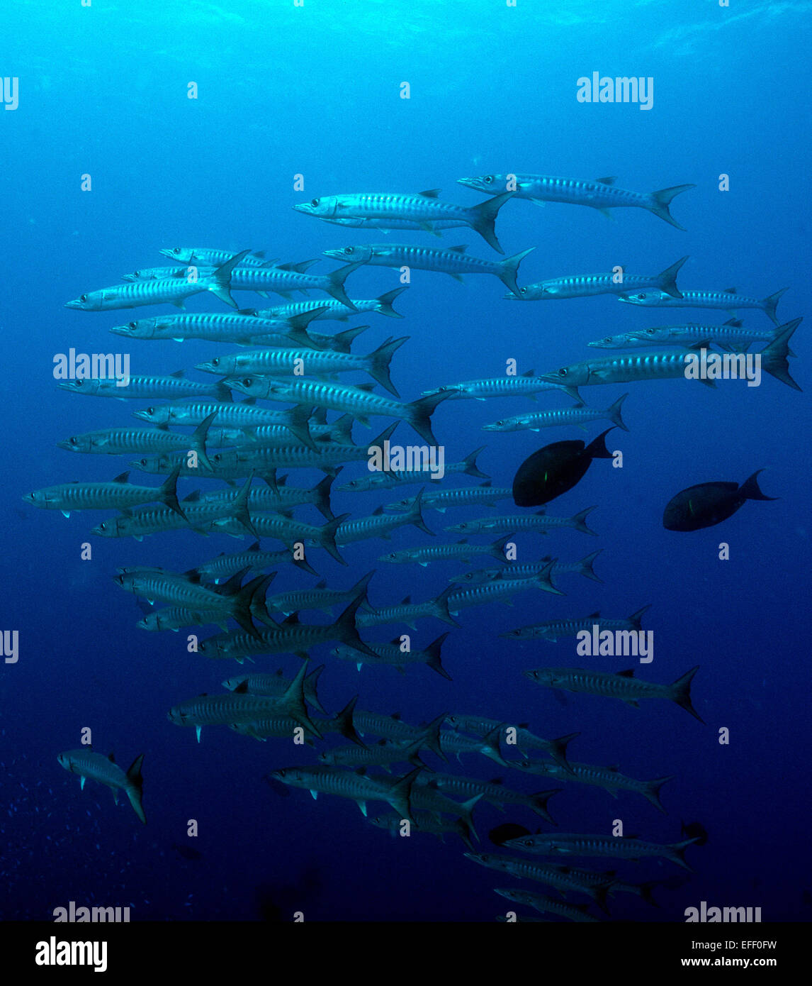 Eine Schule des großen Barracuda fotografiert in den östlichen Bereichen of Papua New Guinea Stockfoto