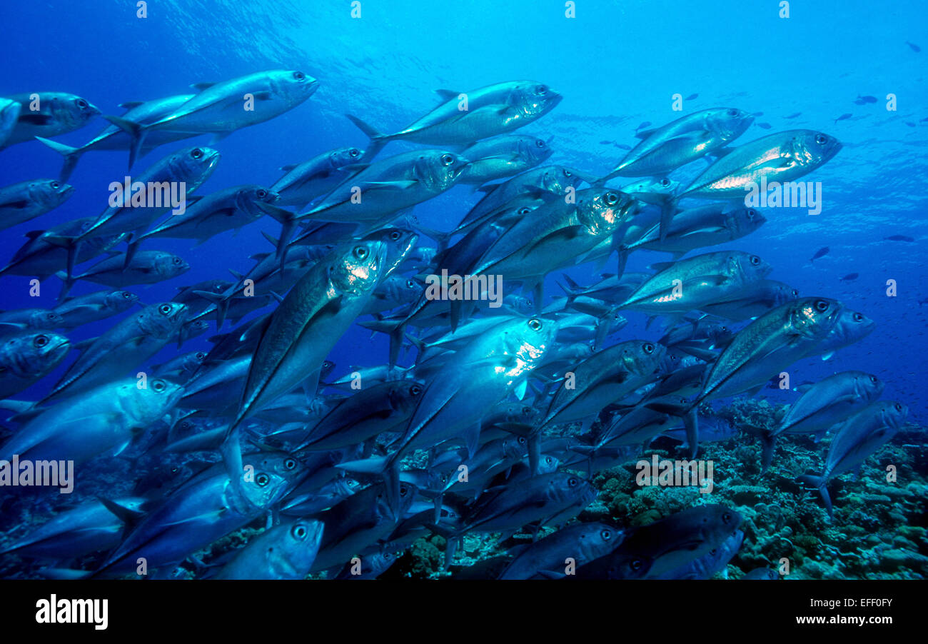 Eine Schule für Großaugenthun Trevally fotografiert in den östlichen Bereichen of Papua New Guinea Stockfoto