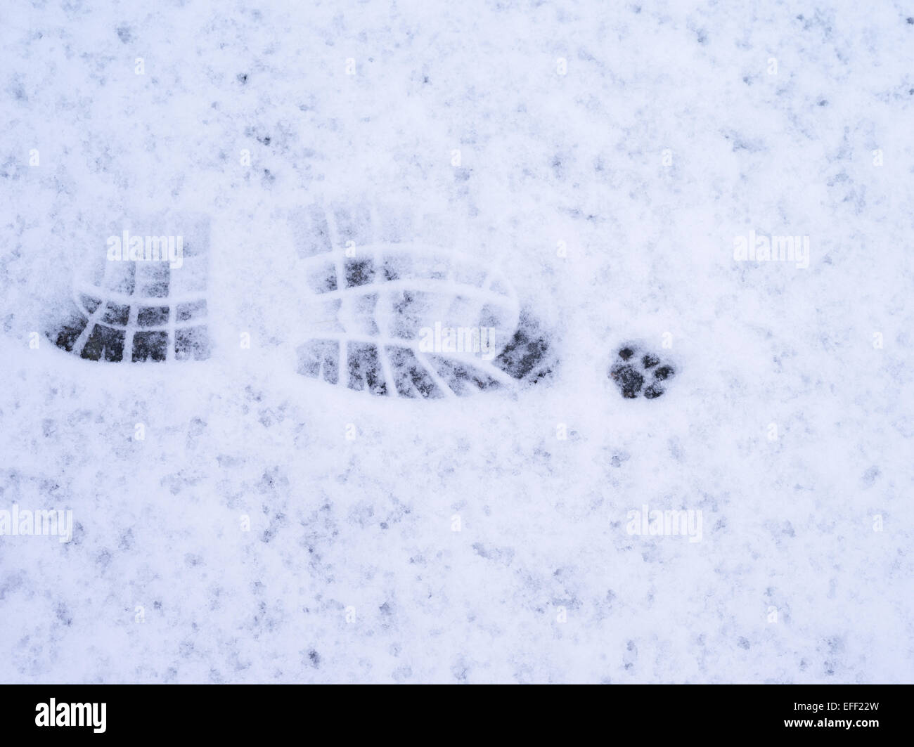 Fußdruck im Schnee Stockfoto