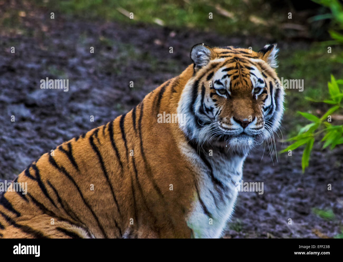 Tiger roar teeth Fotos und Bildmaterial in hoher Auflösung Alamy