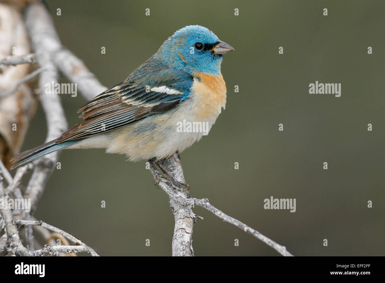 Lazuli Bunting - Passerina Amoena - männlich Stockfoto