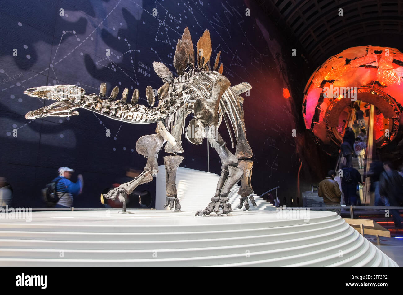 Komplettes Stegosaurus Skelett (namens Sophie) angezeigt, in der Erde Hall in das Natural History Museum in London England UK Stockfoto