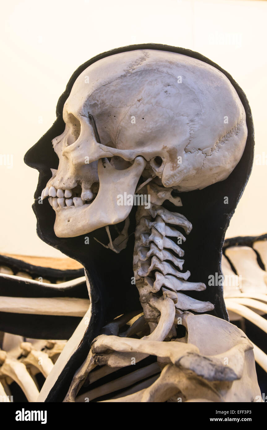 Menschliches Skelett angezeigt im Natural History Museum in London England Vereinigtes Königreich UK Stockfoto