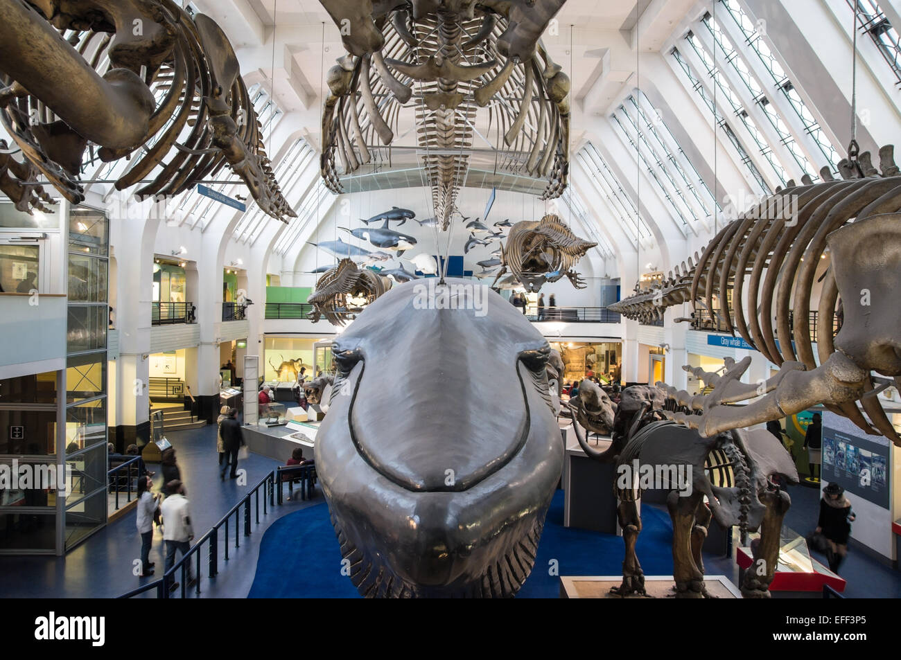 Säugetier Sammlung mit lebensgroßen Modell eines Blauwals in Das Naturhistorische Museum in London England Vereinigtes Königreich Großbritannien Stockfoto
