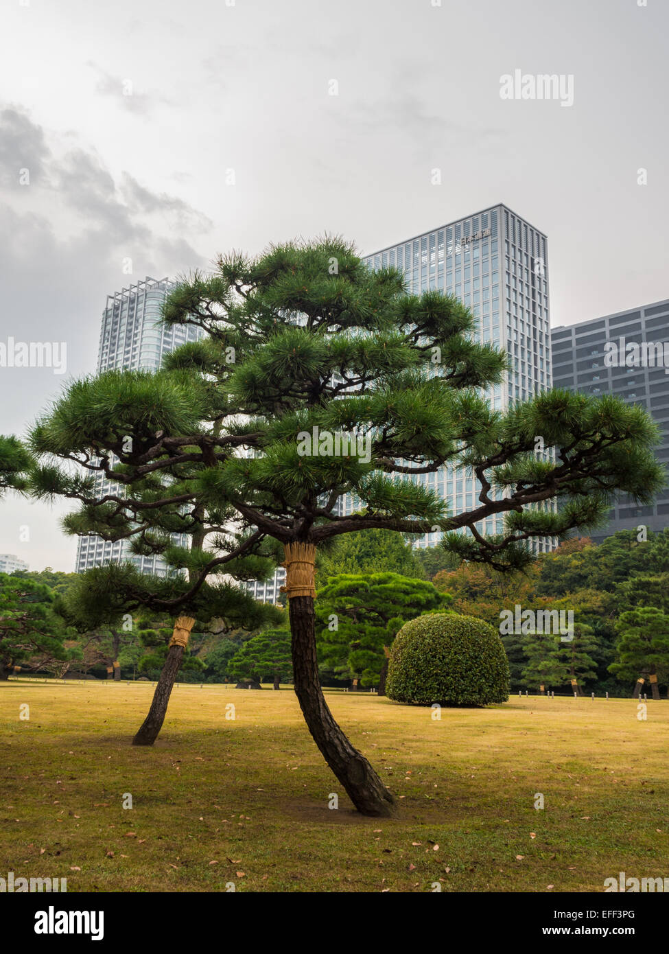 Japanischer Garten mit Wolkenkratzern im Hintergrund in Hama Rikyu Onshi-Teien, Tokio Stockfoto