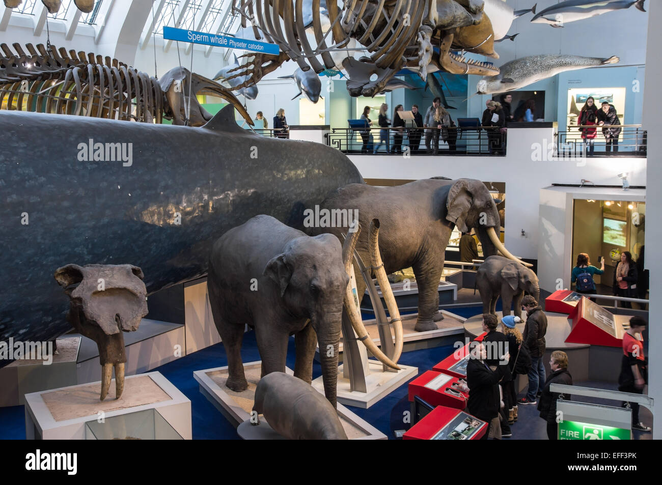 Säugetiersammlung im Natural History Museum in London England Vereinigtes Königreich Großbritannien Stockfoto
