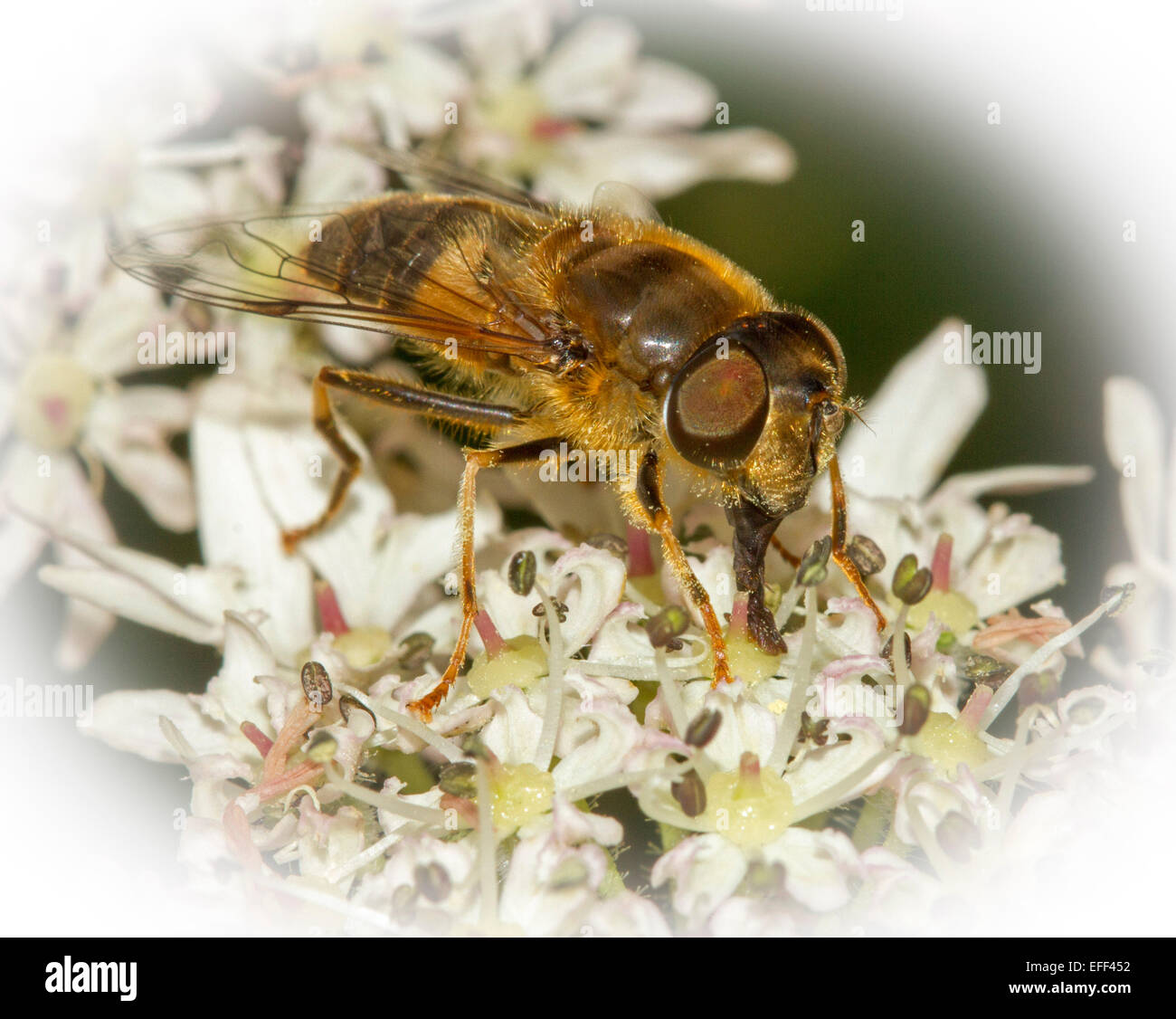 Spektakuläre Makro Bild der Biene, mit großen Augen und Rüssel deutlich sichtbar, Fütterung auf Cluster von weißen Wildblumen Stockfoto