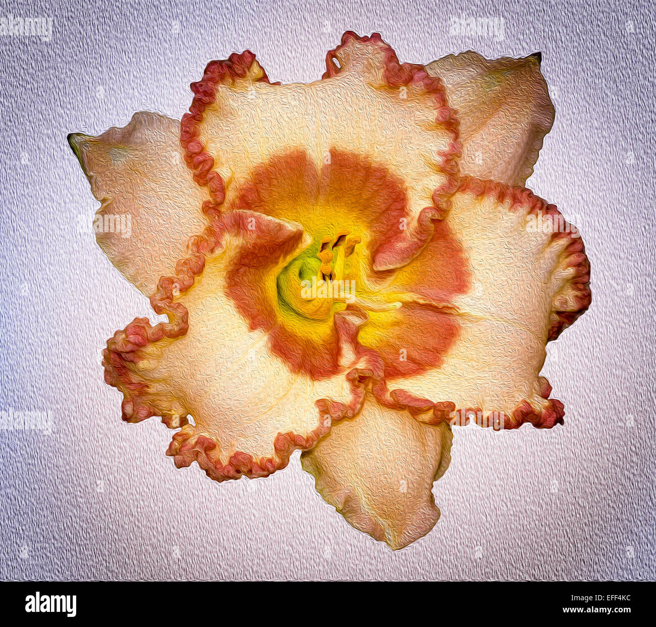 Atemberaubende Taglilien geflochten Kanten, farbig Aprikose Blume mit dunkel orange Rüschen Kanten & Zentrum auf leicht strukturierten Hintergrund Stockfoto