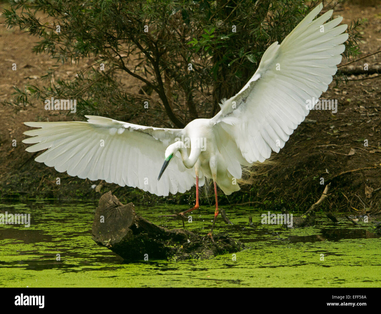 Australische Silberreiher, Ardea Modesta, mit riesigen Flügel ausgebreitet in spektakuläres Feuerwerk, Landung auf Log in Wasser von Feuchtgebieten Stockfoto