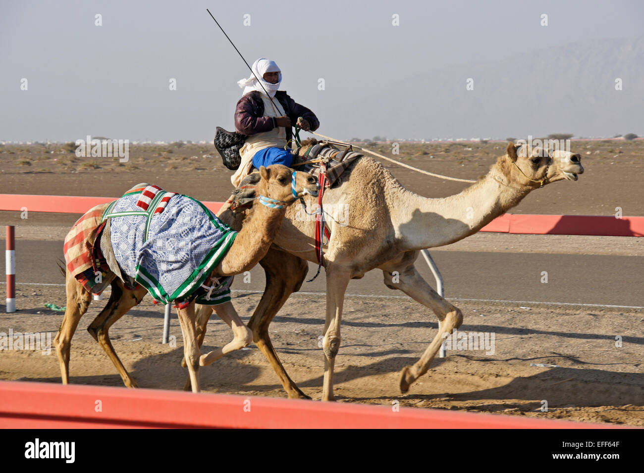 Young racing Kamel und Trainer bei Al-Malagit Rennstrecke, Abu Dhabi, Vereinigte Arabische Emirate Stockfoto