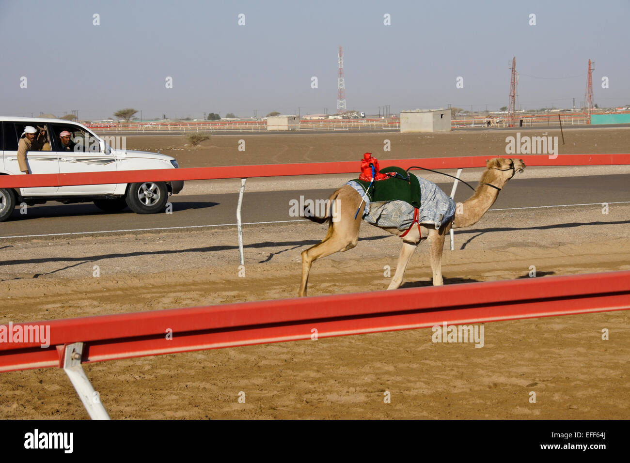 Racing Kamel mit Funk (Roboter) Jockeys auf Al-Malagit Rennstrecke, Abu Dhabi, Vereinigte Arabische Emirate Stockfoto