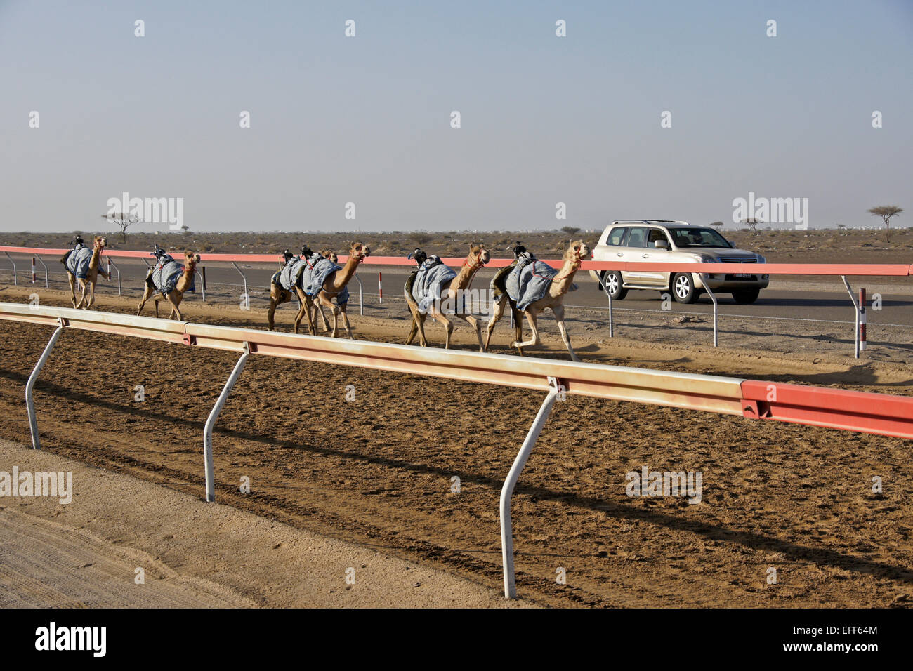 Racing Kamele mit Funk (Roboter) Jockeys auf Al-Malagit Rennstrecke, Abu Dhabi, Vereinigte Arabische Emirate Stockfoto