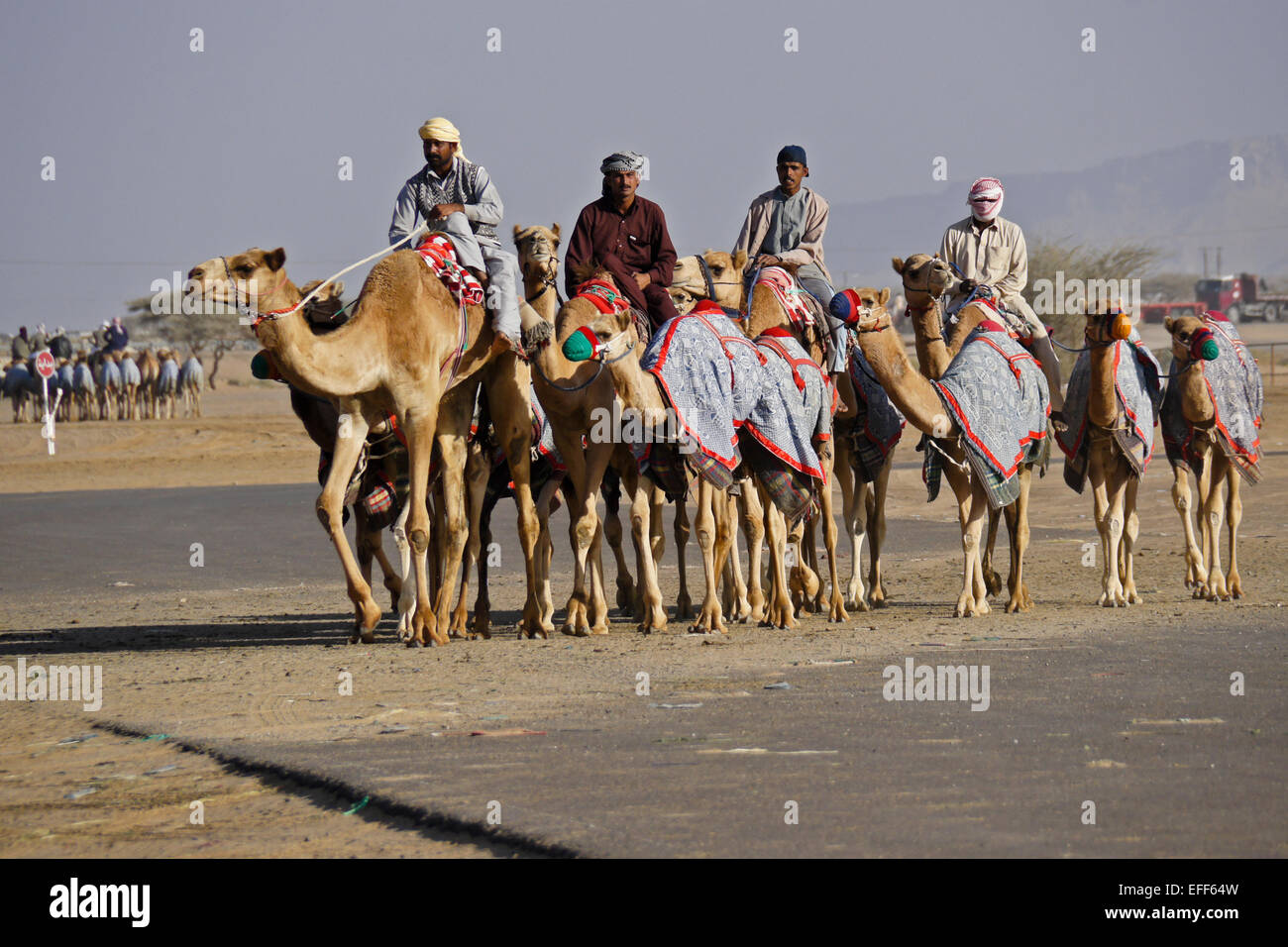 Racing Kamele und Trainer bei Al-Malagit Rennstrecke, Abu Dhabi, Vereinigte Arabische Emirate Stockfoto