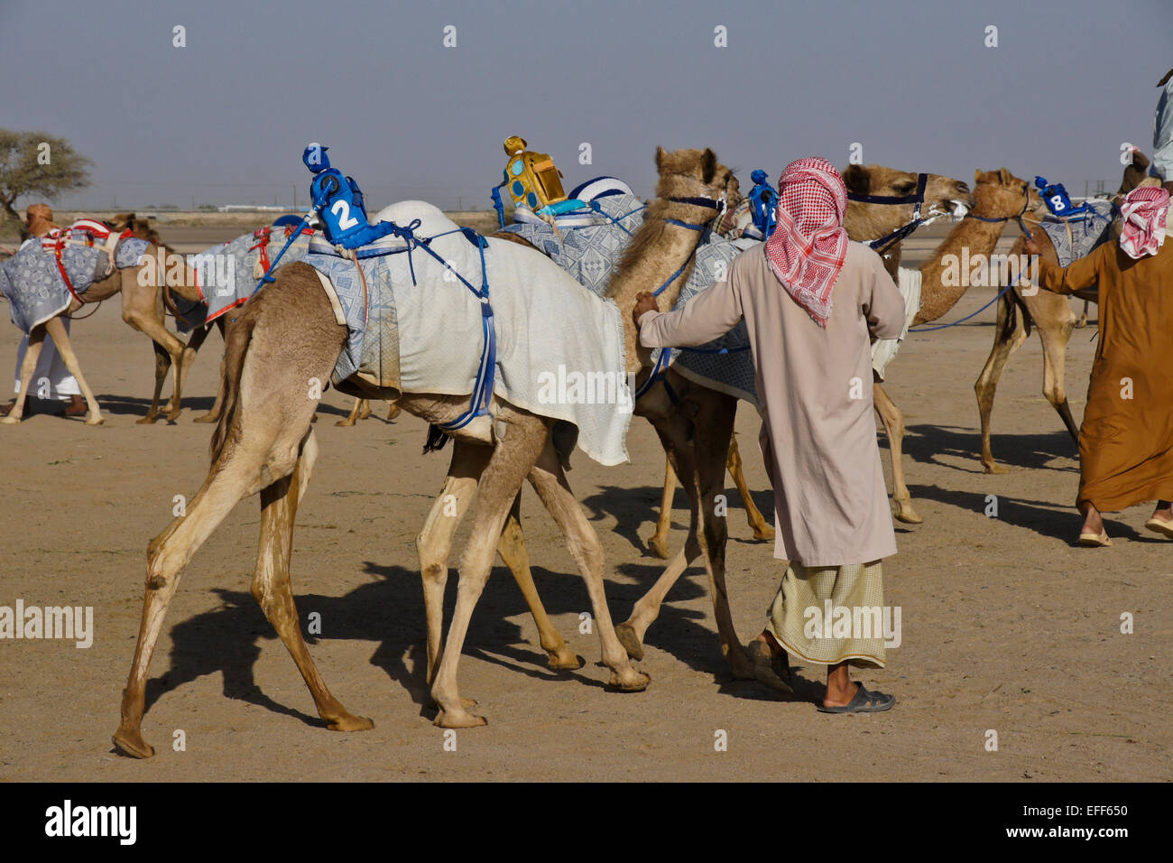 Racing Kamele mit Funk (Roboter) Jockeys auf Al-Malagit Rennstrecke, Abu Dhabi, Vereinigte Arabische Emirate Stockfoto