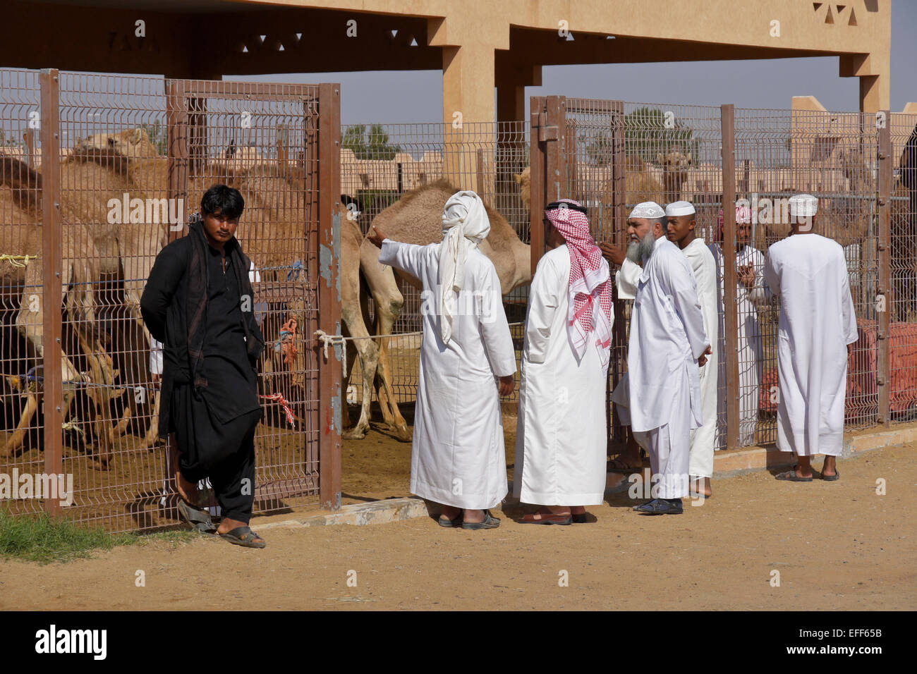 Männer kaufen Kamele für Fleisch bei Kamelmarkt Al-Ain, Abu Dhabi, Vereinigte Arabische Emirate Stockfoto