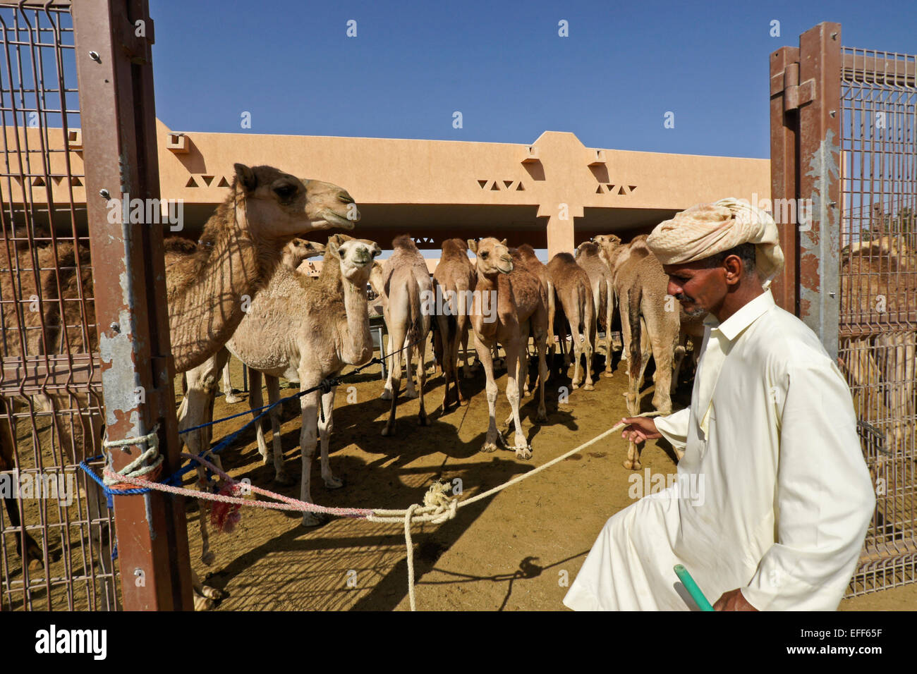 Mann verkaufte Kamele für Fleisch bei Camel vermarkten, Al Ain, Abu Dhabi, Vereinigte Arabische Emirate Stockfoto
