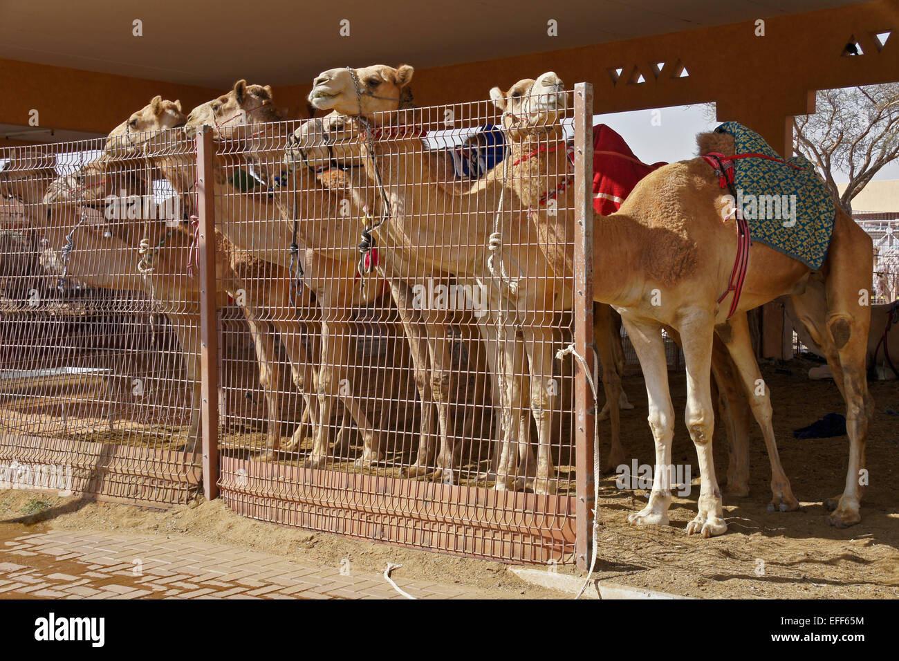 Kamele zu verkaufen (für Fleisch) am Kamelmarkt Al-Ain, Abu Dhabi, Vereinigte Arabische Emirate Stockfoto
