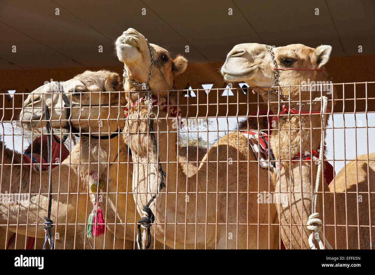 Kamele zu verkaufen (für Fleisch) am Kamelmarkt Al-Ain, Abu Dhabi, Vereinigte Arabische Emirate Stockfoto