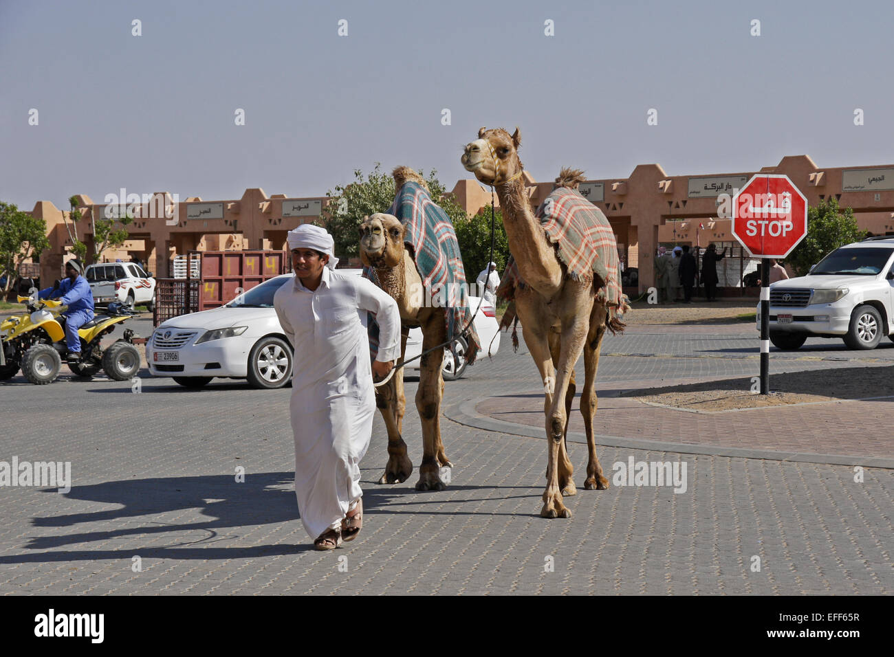 Mann verkaufte Kamele für Fleisch bei Camel vermarkten, Al Ain, Abu Dhabi, Vereinigte Arabische Emirate Stockfoto