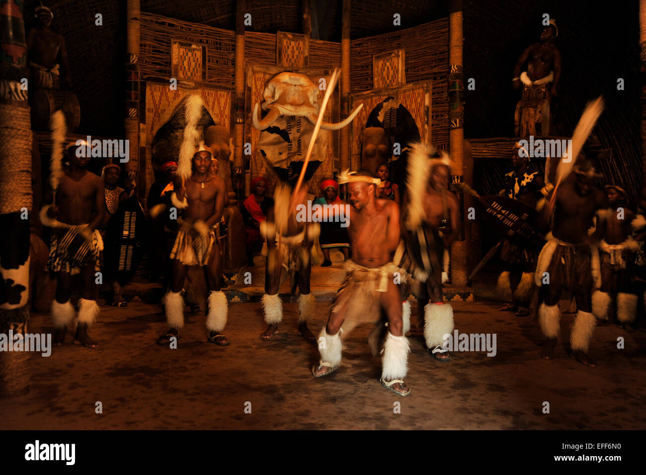 Menschen, Kultur, Erwachsene männliche Tänzerin, traditionelle Zulu Kriegerkleid, kulturelle Tanzgruppe, Kriegstanz, Themendorf, Shakaland, Südafrika, Männer Stockfoto