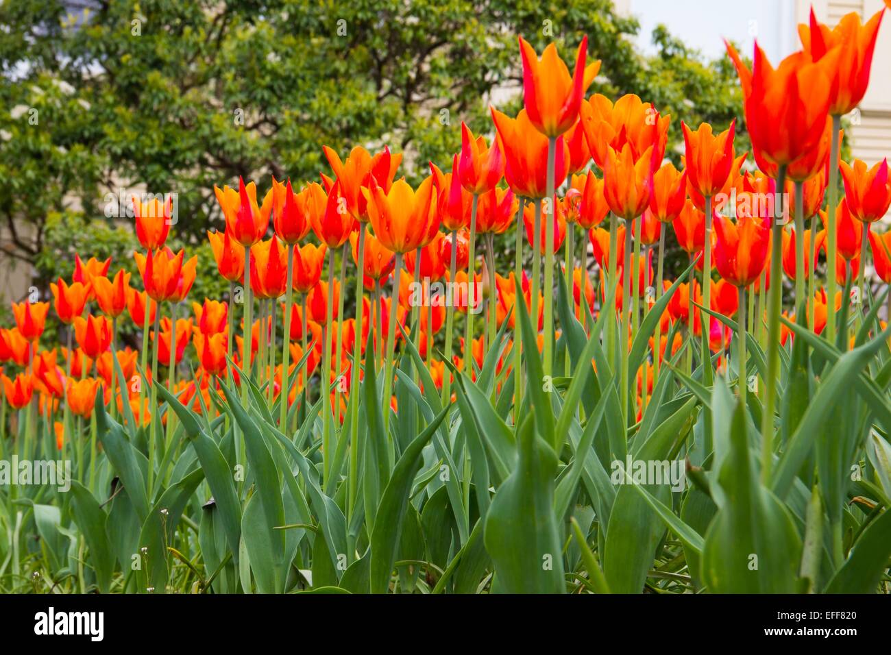 Bereich der brillante rote und orange Tulpen im Frühling. Stockfoto