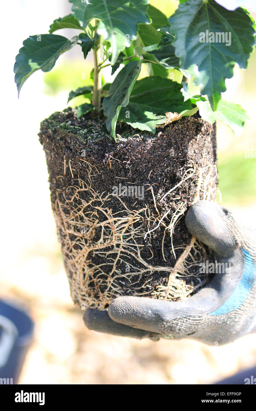 Nahaufnahme von Root gebunden Topf Hibiskus Pflanze Stockfoto