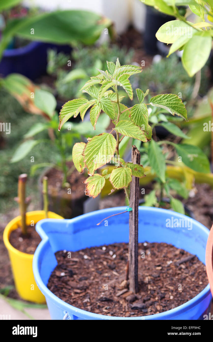 Himbeer Setzling gepflanzt in einen Eimer Stockfoto