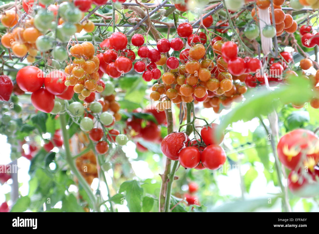 Reife hängende Hydroponic Tomaten Stockfoto