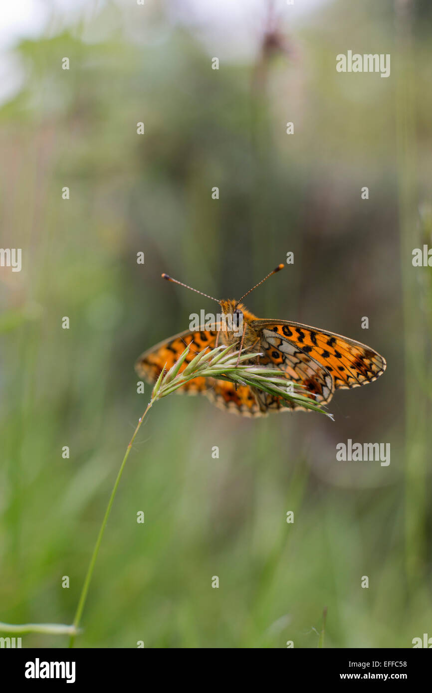 Kleine Perle Bordered Fritillary Butterfly Clossiana Selene Single auf Grass Cornwall; UK Stockfoto