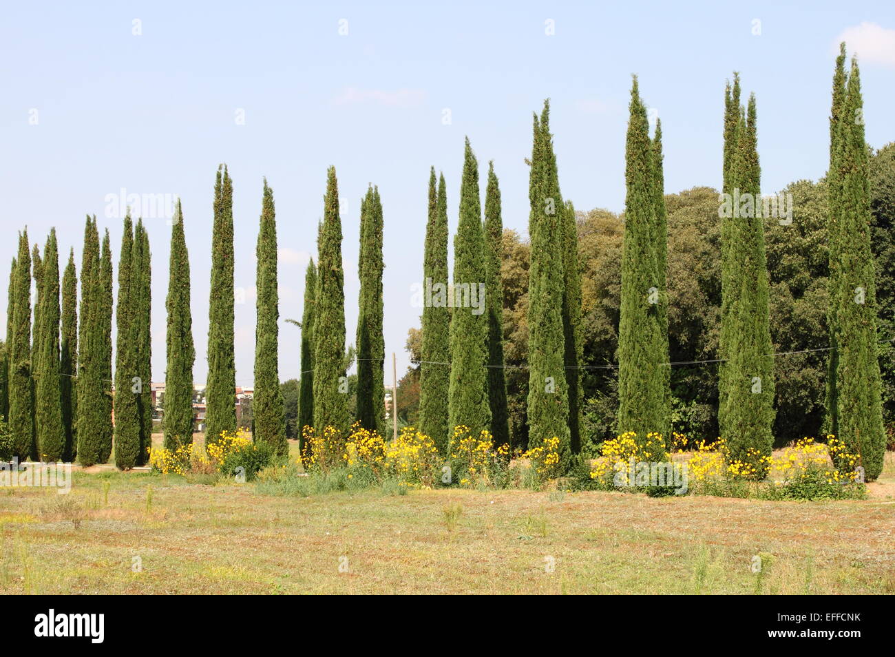 Zypressen in einer klassischen toskanischen Landschaft Stockfoto