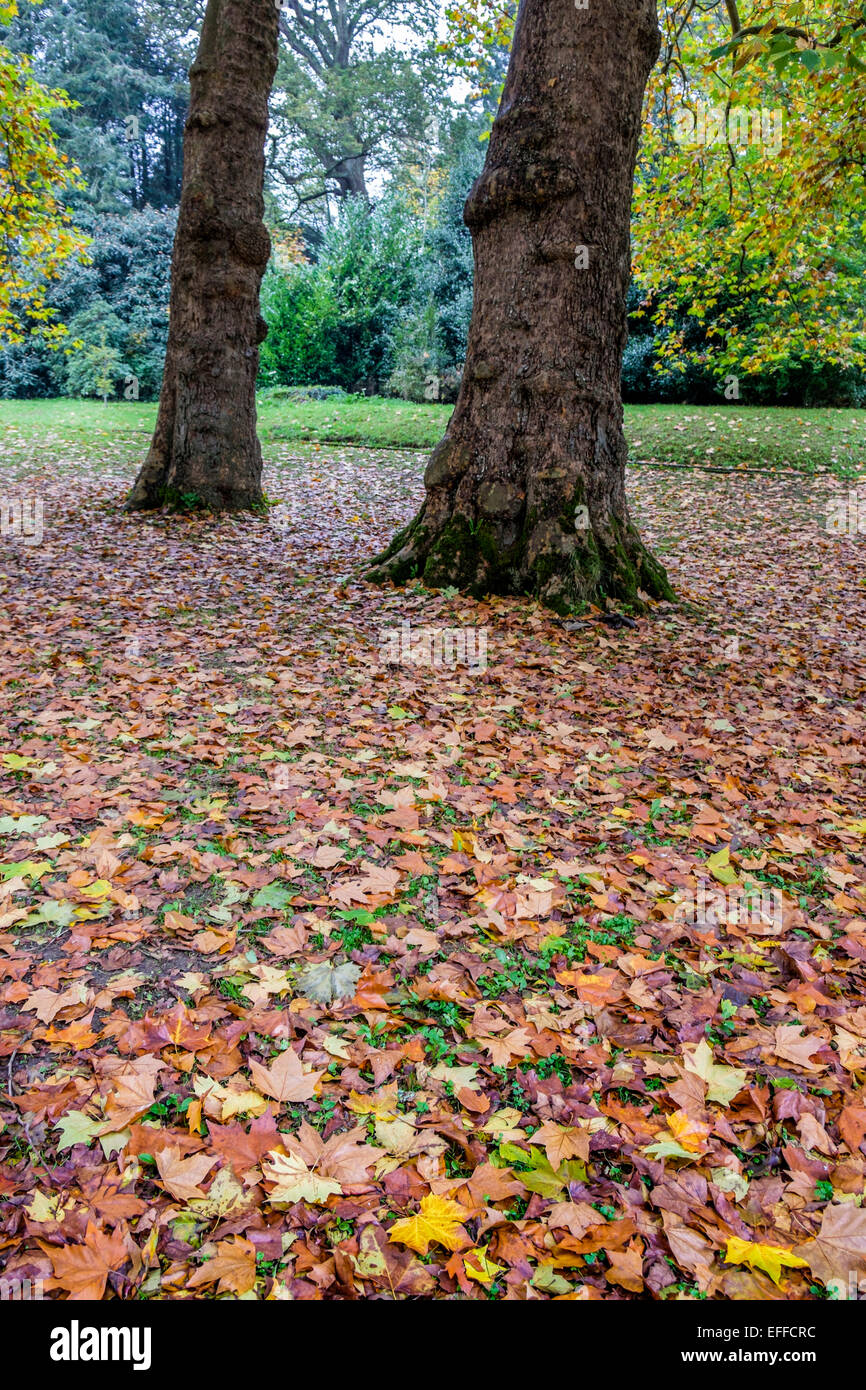 Herbstlaub in England Stockfoto