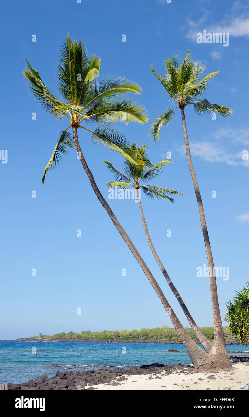 USA, Hawaii, Big Island, Honaunau-Napoopoo, drei Palmen, Palmsonntag, am Strand Stockfoto