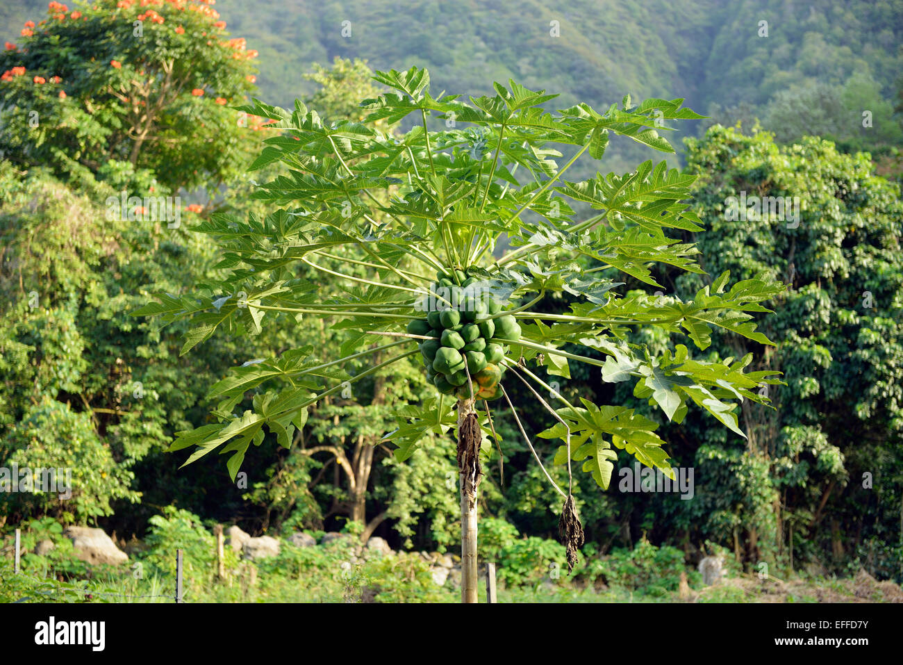 USA, Hawaii, Big Island, Waipio Valley, Papaya-Baum mit Früchten Stockfoto