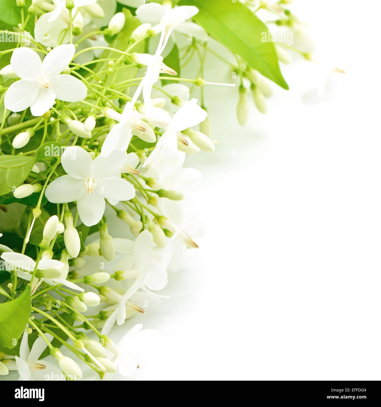 Tropische weiße und duftende Blume, wilde Wasser Plum (Wrightia Religiosa), isoliert auf weiss Stockfoto