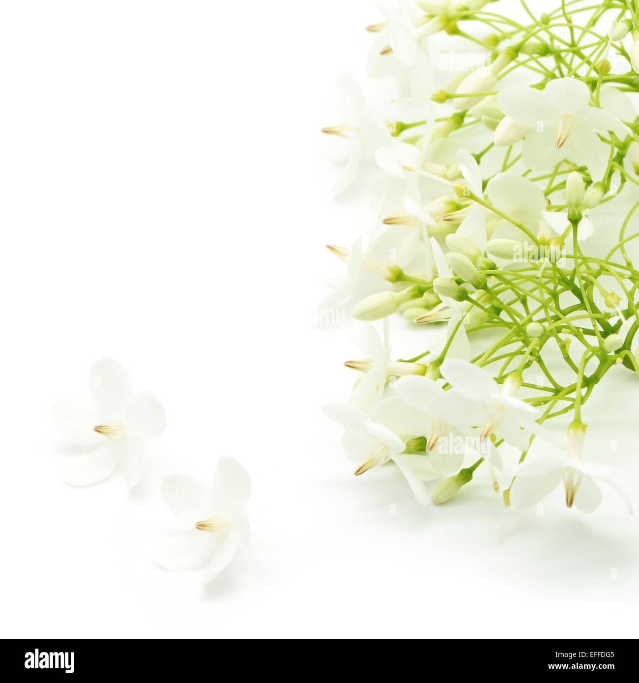 Tropische weiße und duftende Blume, wilde Wasser Plum (Wrightia Religiosa), isoliert auf weiss Stockfoto