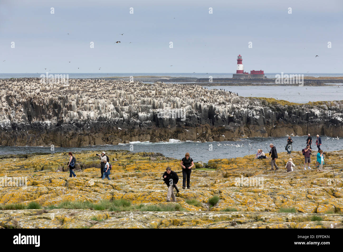 Grundnahrungsmittel Insel Sea Bird Kolonie Farne Islands Northumberland; UK Stockfoto