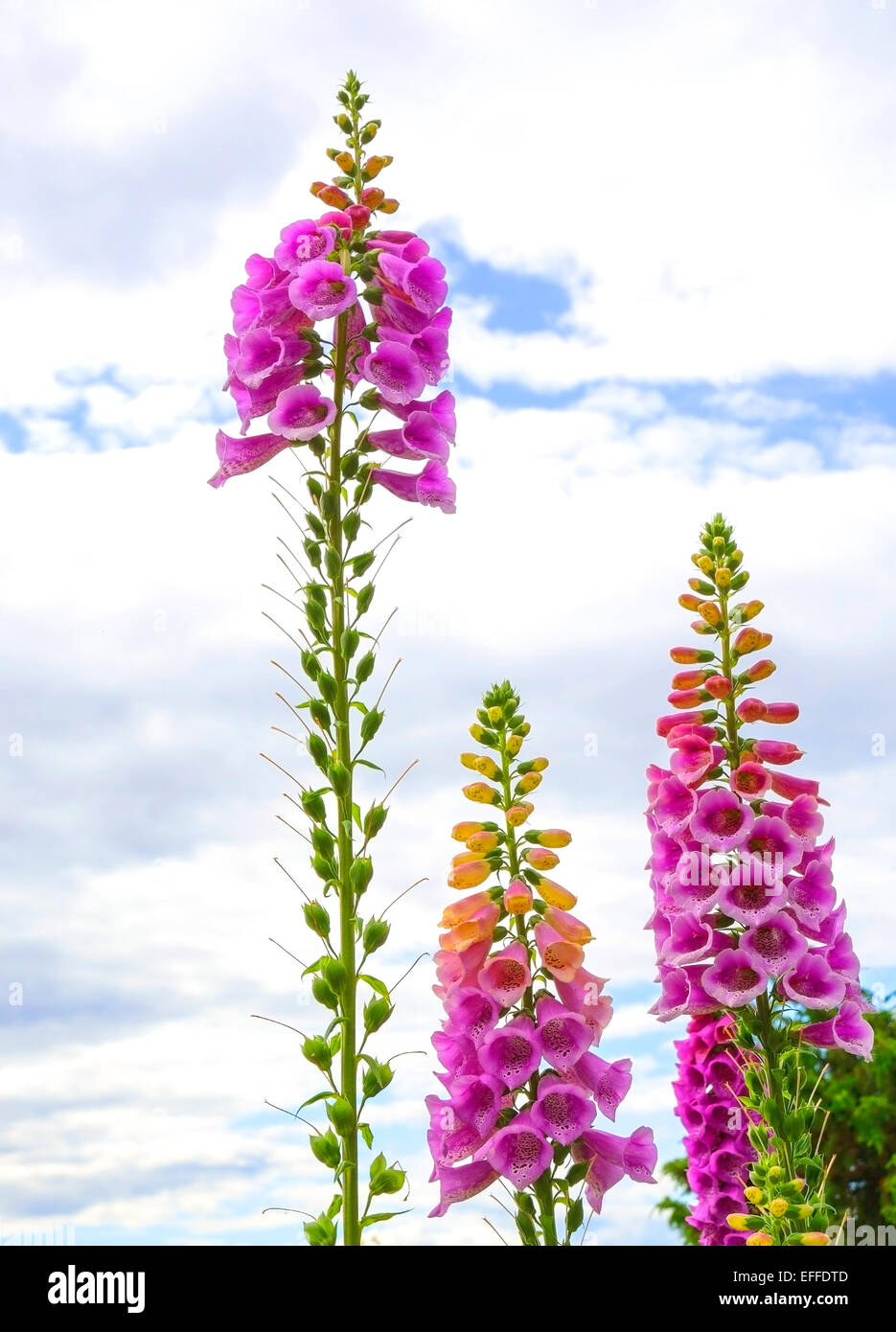 Gemeinsamen Fingerhut wächst hoch gegen Sommerhimmel, Värmland, Schweden, Juni. Stockfoto