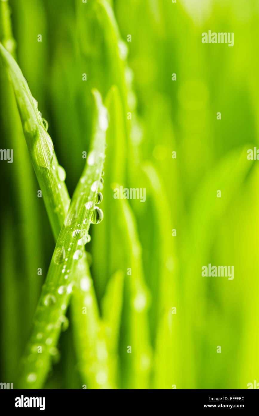 Frische grüne Rasen mit Wassertropfen in der Sonne (flachen Dof) Stockfoto