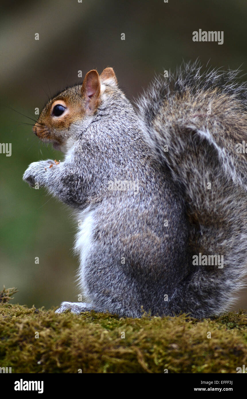 Eine graue Eichhörnchen sitzend auf seine Hüften UK Stockfoto