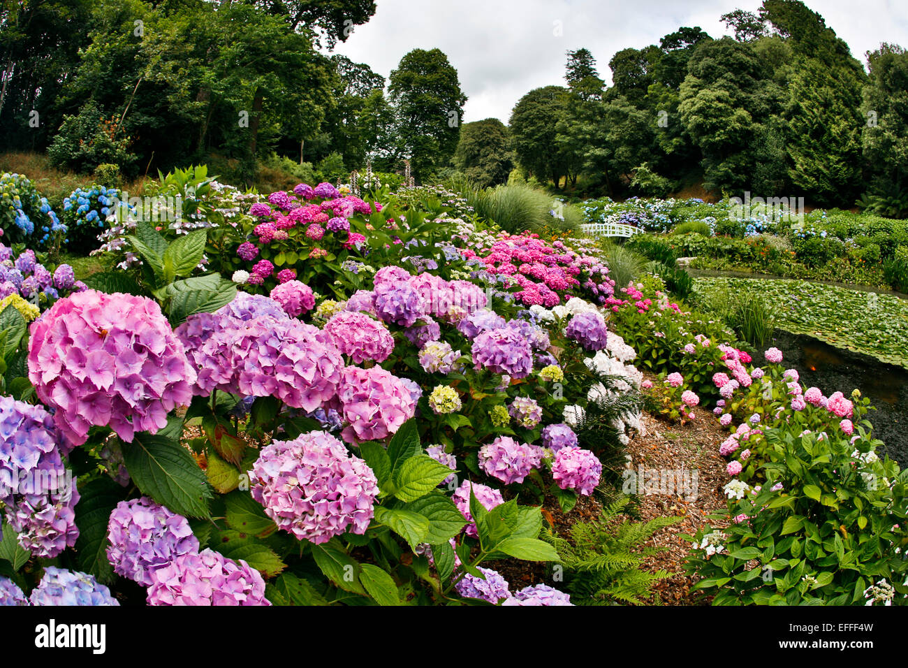 Trebah Garden Hortensien im Sommer Cornwall; UK Stockfoto