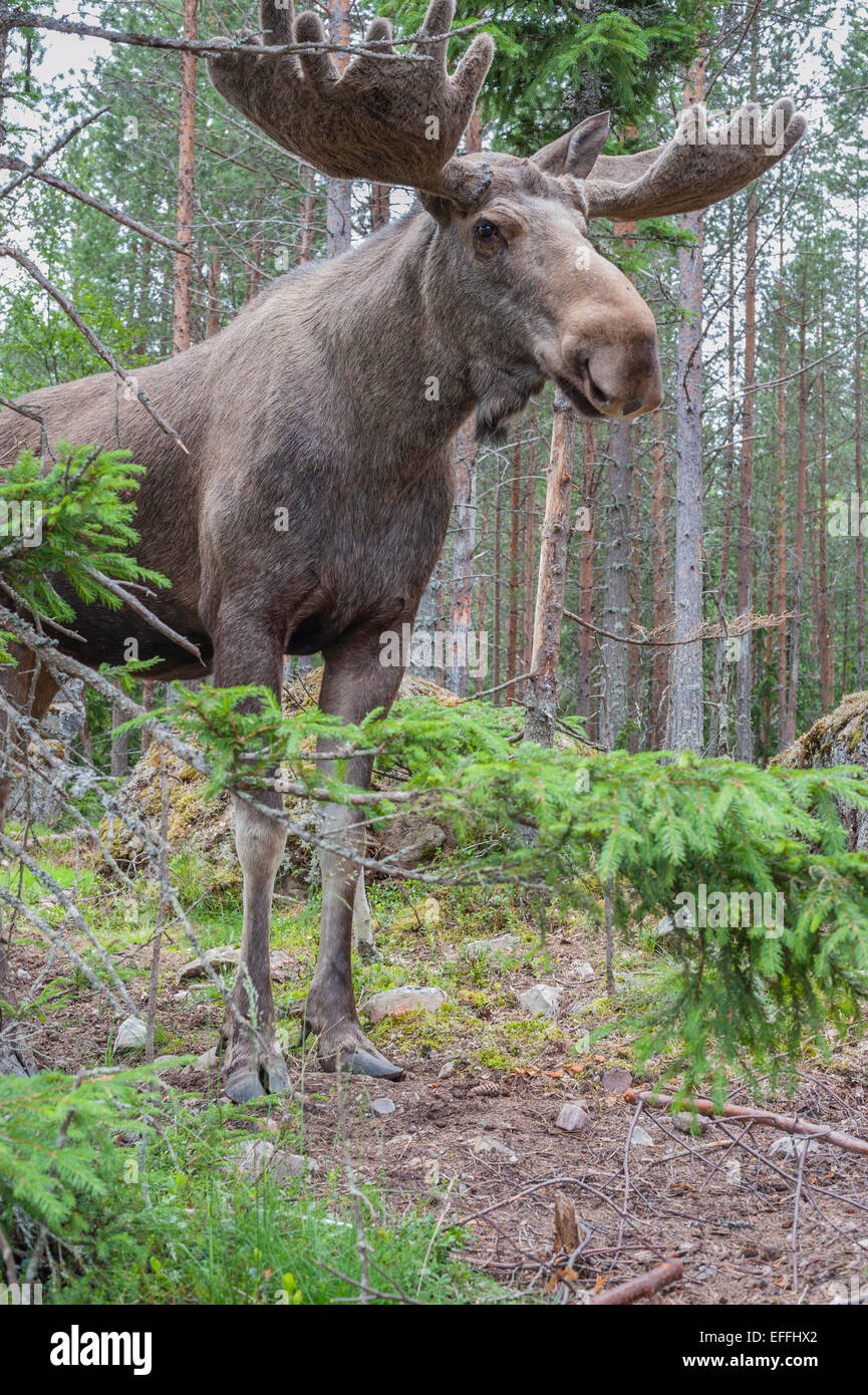 Schweden, Dalarna, eurasischen Elch im Wald Stockfoto