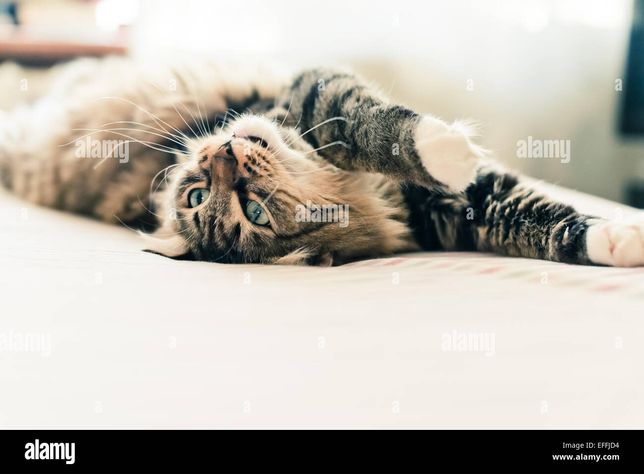 Graue Katze auf Bett liegend Stockfoto