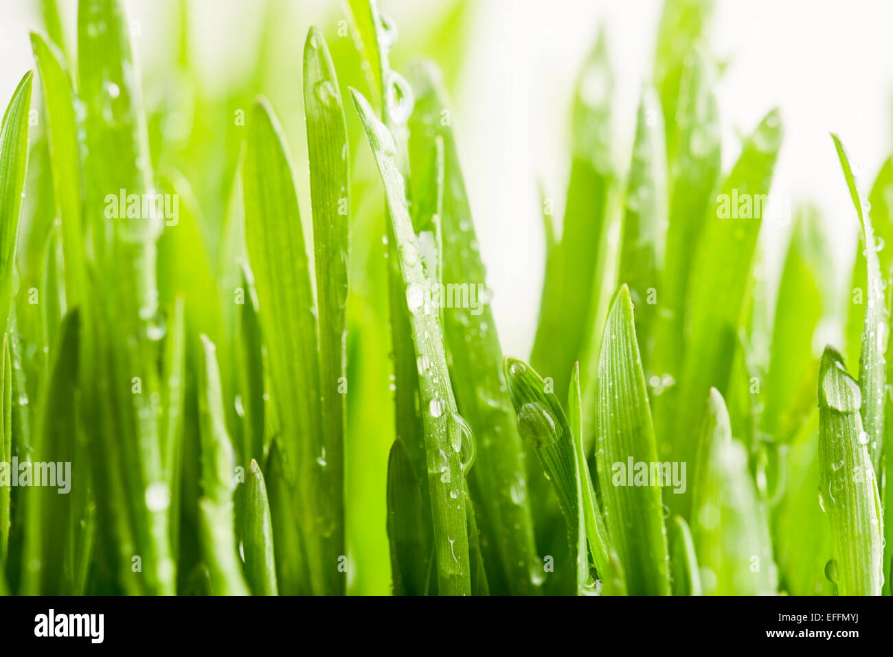 Frische grüne Rasen mit Wasser Tropfen Stockfoto