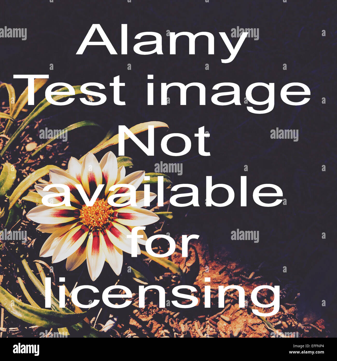 ALAMYTTESTIMAGENOTFORSALE Stockfoto