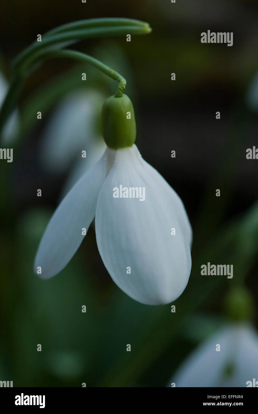 Galanthus Nivalis Arnott', einzelne, große weiße früh blühenden Schneeglöckchen. Mehrjährige Zwerg Birne. Vereinigtes Königreich. Februar Stockfoto