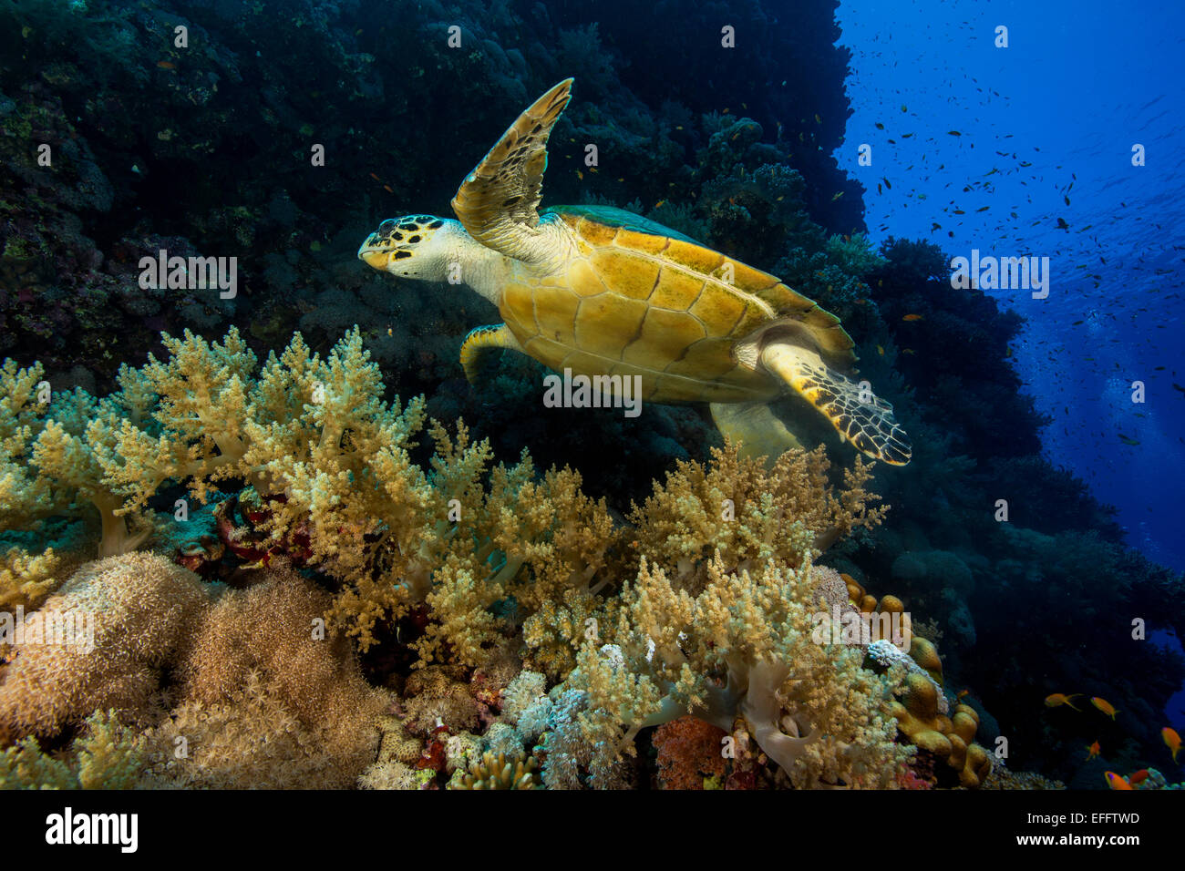 Ägypten, Rotes Meer, Schwimmen Hawksbill Meeresschildkröte, Eretmochelys imbricata Stockfoto